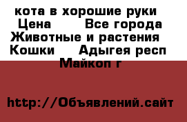 кота в хорошие руки › Цена ­ 0 - Все города Животные и растения » Кошки   . Адыгея респ.,Майкоп г.